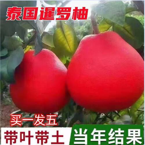 嫁接新品泰国暹罗柚子树苗