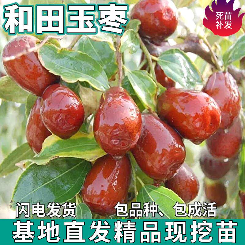 和田玉枣苗树南北方庭院地栽特大果树盆栽嫁接脆甜枣子苗当年结果