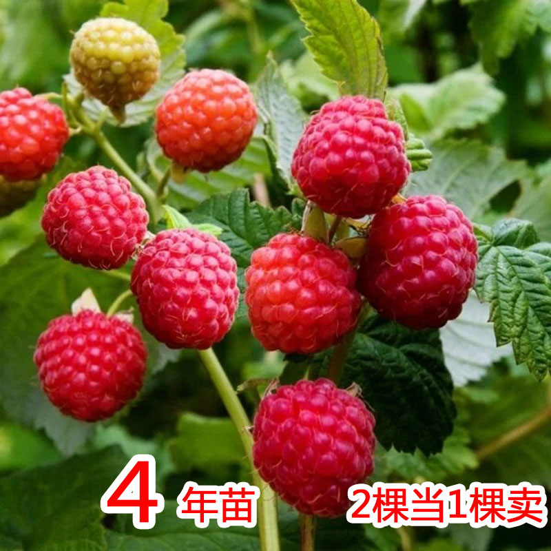 红树莓活苗覆盆子野生黑树莓苗盆栽庭院南方北方种植水果树果苗