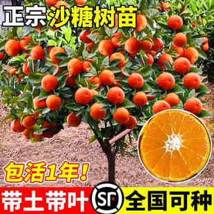 广西砂糖桔树苗正宗金秋沙糖桔子树苗南北方种植盆栽地栽当年结果