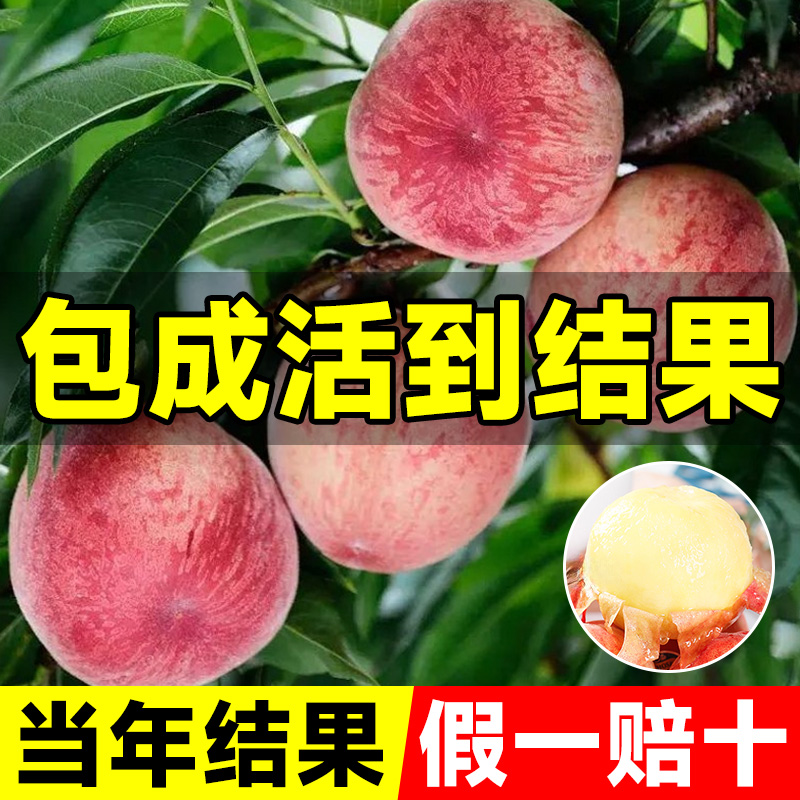 水蜜桃果树苗嫁接黄桃树苖南方北方种植树苗桃子树水果苗当年结果