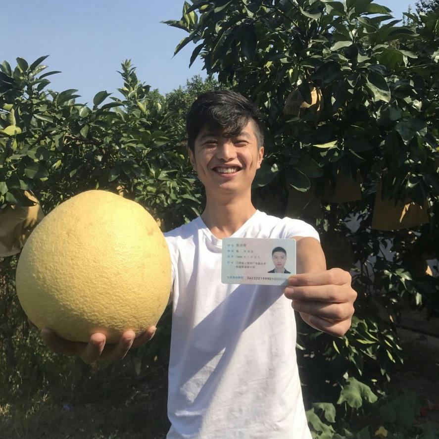 正宗马家柚树苗子红心大南原