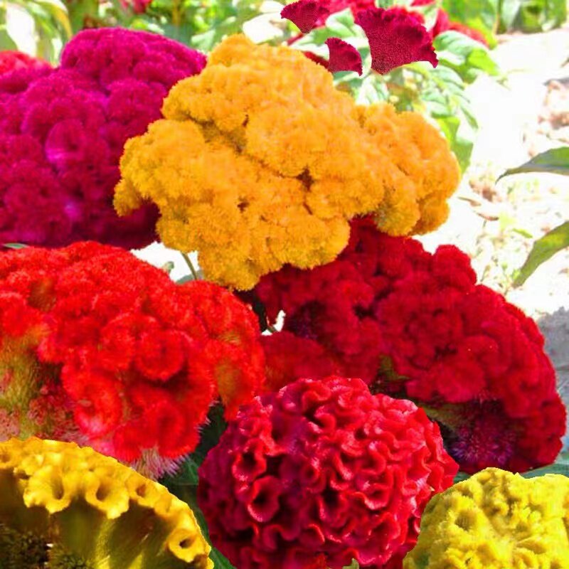 鸡冠花种子扇状凤尾观赏春播花籽阳台庭室外院盆栽易四季播种