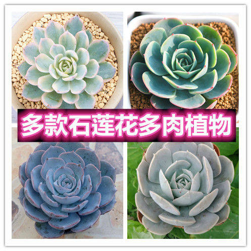 多肉植物玉蝶石莲花多少钱 多肉植物玉蝶石莲花优惠券免费领取 有条鱼