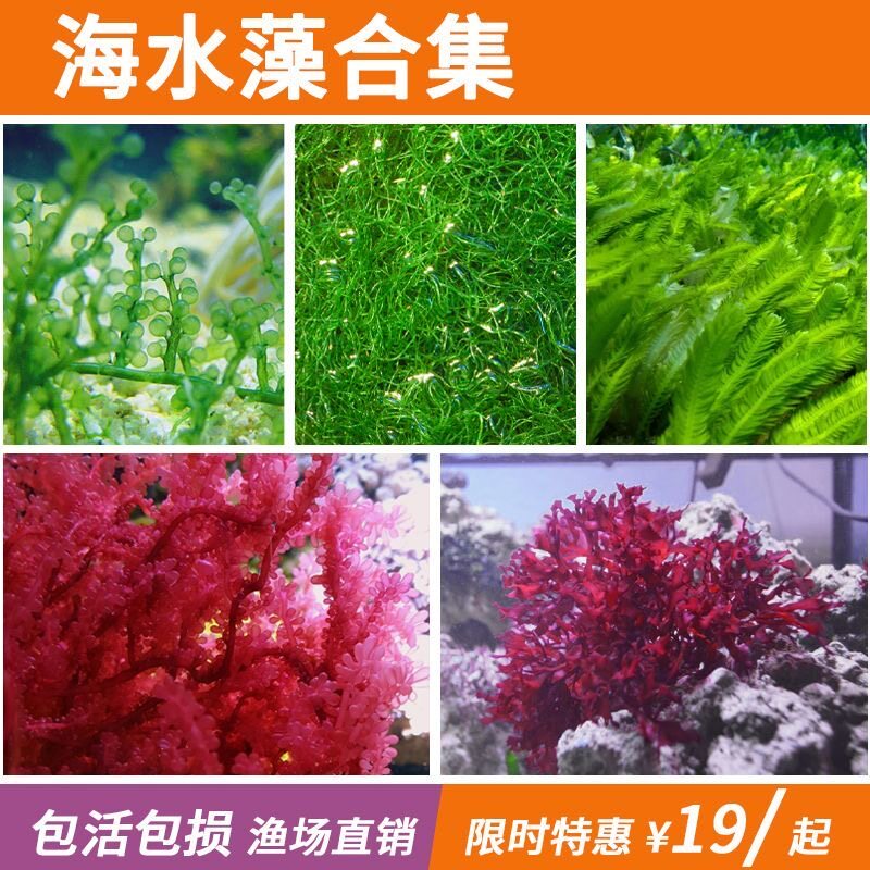 海藻高等藻绿葡萄藻钢丝红千红枫鹿角去NO3 PO4净化水质海水海缸