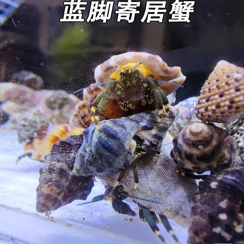 海水寄居蟹活体海缸清洁蓝脚寄居蟹除藻观赏海水生物翻砂好养易活