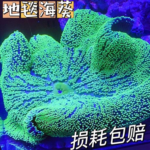 地毯海葵活体珊瑚软体珊瑚小丑鱼共生海葵地毯观赏造景海缸活体