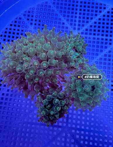 小丑鱼珊瑚绿奶嘴荧光绿地毯紫点白小丑与共生不伤害
