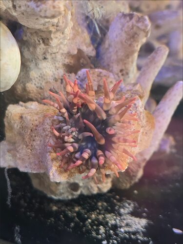 活体樱花海葵 海水观赏小海葵 海缸造景软体海洋生物 新手易养