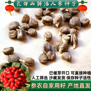 阳台盆栽 人参种子 催芽山参种子 正品 赠送人参苗 长白山人参种子