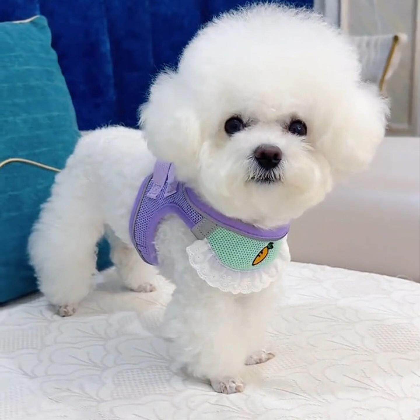 2026新款高颜值狗狗牵引绳小型犬比熊泰迪专用背心式遛狗绳胸背带