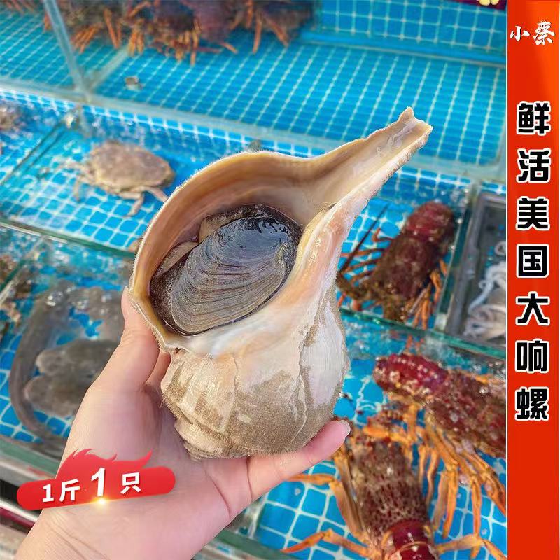 鲜活美国响螺海鲜水产贝类超大海螺非潮汕响螺大花螺响螺片1斤1只