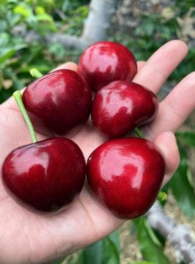 现货当天发顺丰现摘大连美早车厘子大樱桃橙色礼盒手提袋送礼