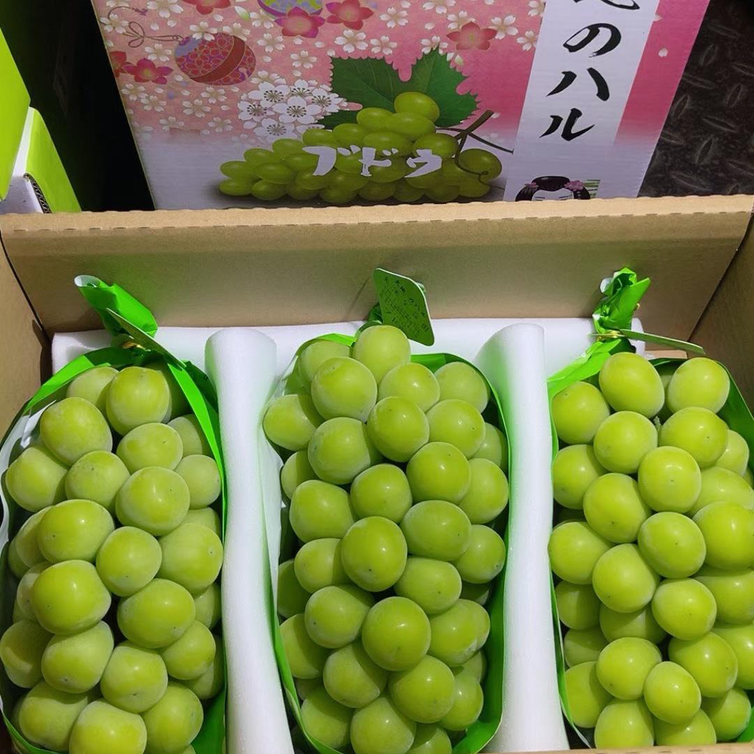 精品大地之水香印葡萄日本品种带花香的晴王顺丰冷链空运