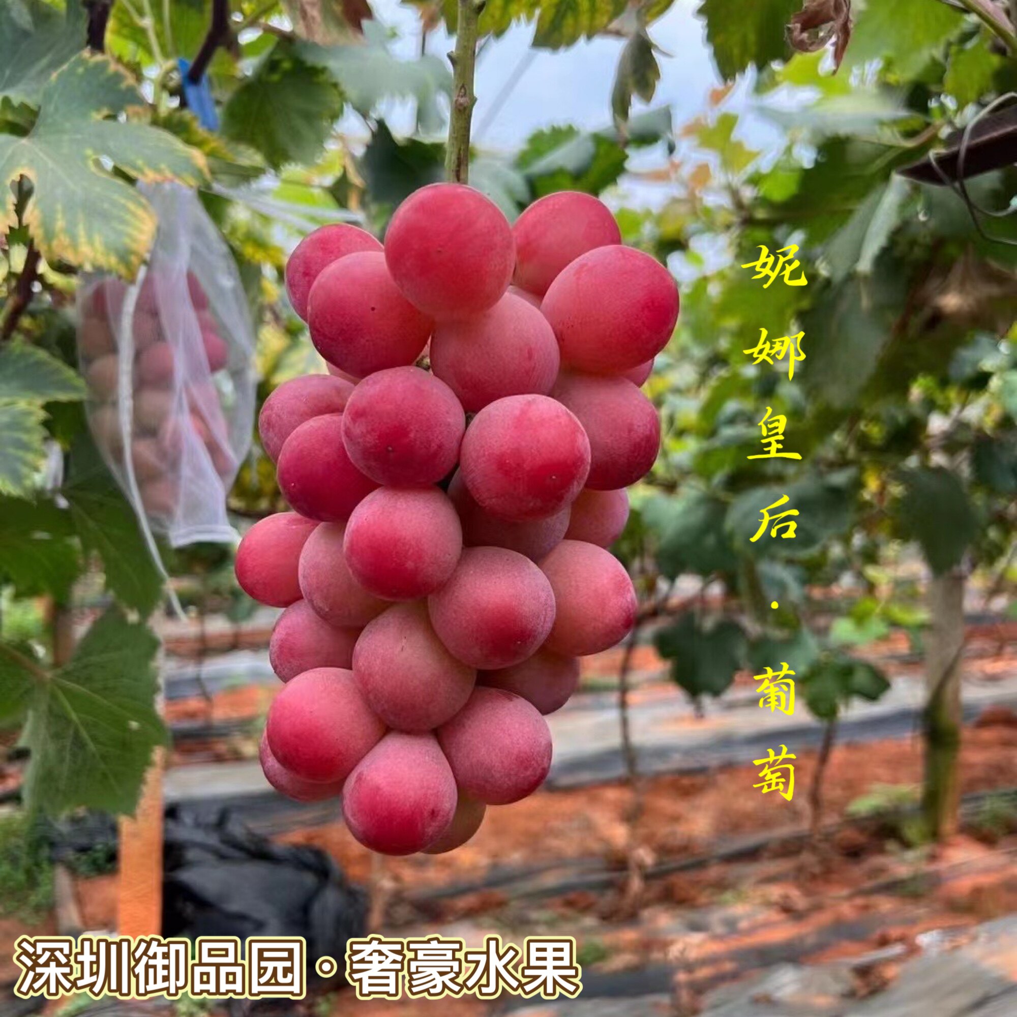 新鲜水果现货顺丰孕妇
