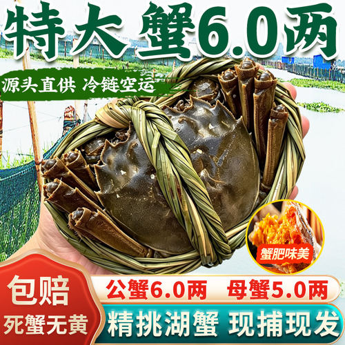 活蟹现货特大闸蟹鲜活螃蟹公6.0两母5.0两10只8只阳澄礼盒装湖蟹
