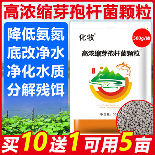 枯草芽孢杆菌菌种颗粒水产养殖专用原粉鱼塘肥水虾蟹池塘水质净化