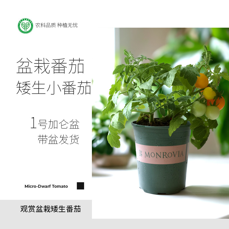 农科院番茄苗黑红黄盆栽番茄带盆