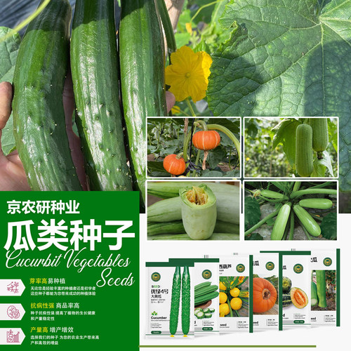 北京农科院瓜菜种子黄瓜丝瓜苦瓜