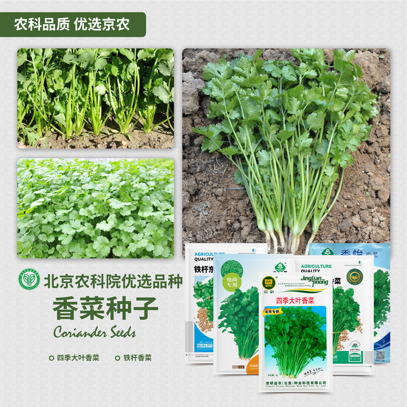 农科院香菜种子芫荽籽四季易种速生大叶香菜耐热家庭阳台蔬菜种孑
