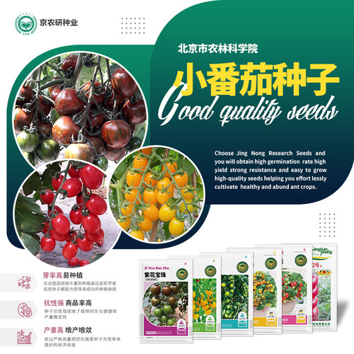 北京农科院小番茄种子圣女果千禧