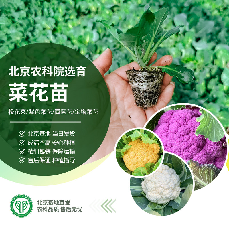 农科院菜花秧苗紫色花菜苗白松花菜西蓝花苔阳台地栽易成活蔬菜苗