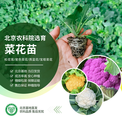 农科院菜花苗松花菜西蓝花西兰苔