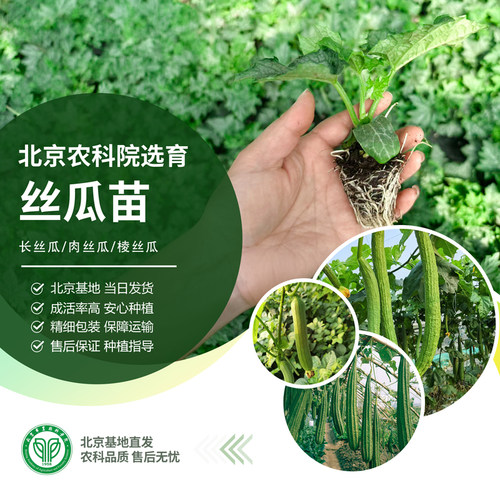 农科院长丝瓜苗阳台菜园四季易种