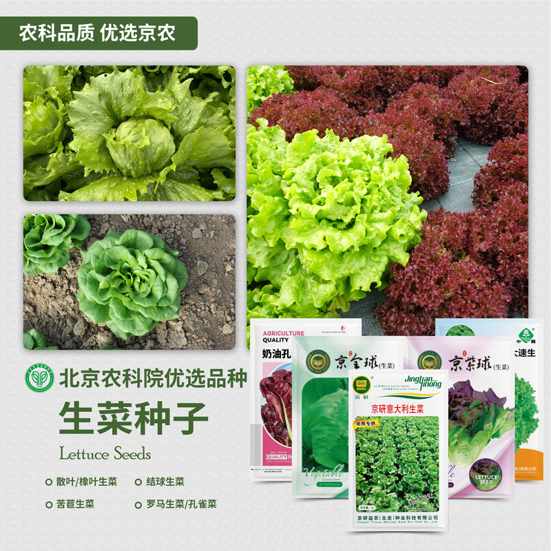 农科院生菜种子意大利罗马奶油生菜紫叶莴苣水培沙拉菜蔬菜种籽孑
