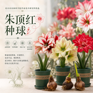 农科院朱顶红种球大球大花阿弗雷芭蕾舞后花孔雀鬼魅四季阳台盆栽