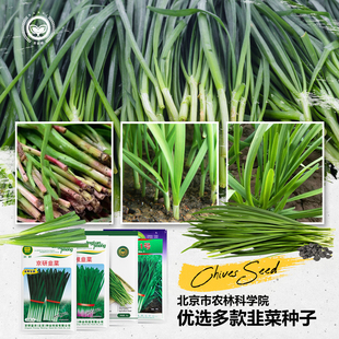阳台盆栽蔬菜种籽孑 农科院韭菜种子红根紫根宽叶韭菜根苗家庭四季