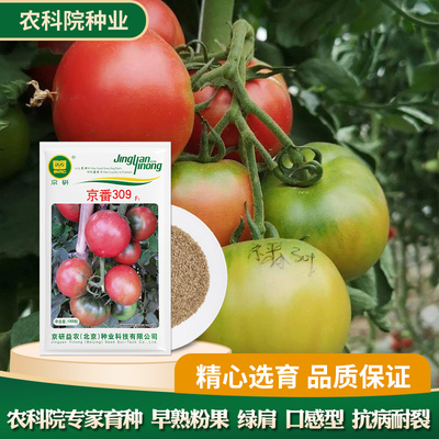 番茄种子京研京番309粉果沙瓤西红柿四季播蔬菜种籽优质高产抗病
