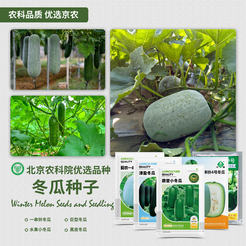 农科院冬瓜种子一串铃冬瓜黑皮大冬瓜小冬瓜蔬菜籽