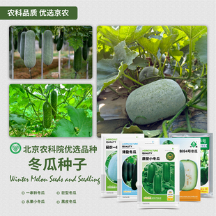 农科院冬瓜种子一串铃冬瓜黑皮大冬瓜小冬瓜蔬菜籽