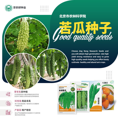 北京农科院苦瓜种子芽率高易种植