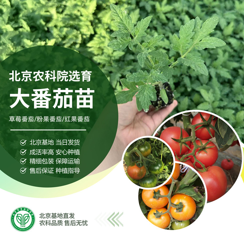 农科院大番茄苗京采8号牧心草莓铁皮柿子普罗旺斯毛粉沙瓤西红柿