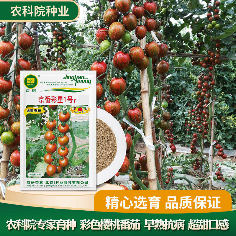 番茄种子京研彩星1号小西红柿千禧圣女果高甜度蔬菜籽优质早熟图片