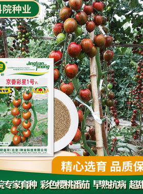 番茄种子京研彩星1号小西红柿千禧圣女果高甜度蔬菜籽优质早熟