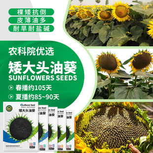 农科院油葵种子榨葵花油矮大头向日葵食用大葵瓜子向阳花蔬菜籽孑