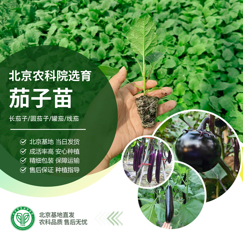 农科院茄子苗紫长茄青绿茄苗紫圆茄苗罐茄白鸡蛋茄线茄地栽蔬菜苗