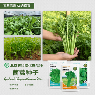 农科院茼蒿种子大叶小叶茼蒿光杆茼蒿蓬蒿皇帝菜阳台四季蔬菜籽孑