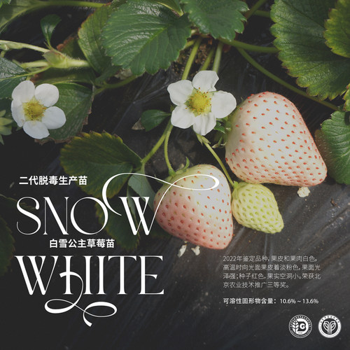 农科院草莓苗淡粉白草莓白雪公主