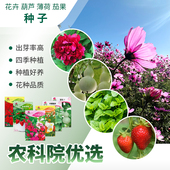 四季 鲜花种子绿植猫薄荷葫芦向日葵鸡蛋茄阳台盆栽易种花卉种籽孑