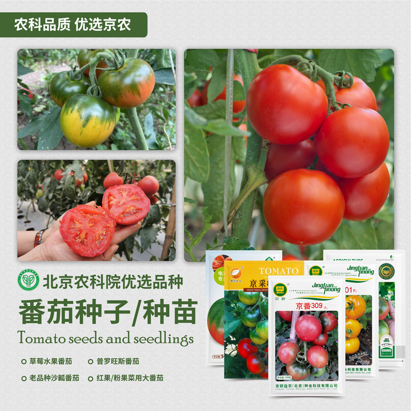 北京农科院番茄种子草莓水果铁皮柿子普罗旺斯毛粉沙瓤大西红柿籽