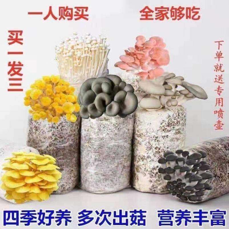 金针菇种植菌包银耳种植菌包磨姑菌种杏鲍菇种植包木耳家庭种植棒
