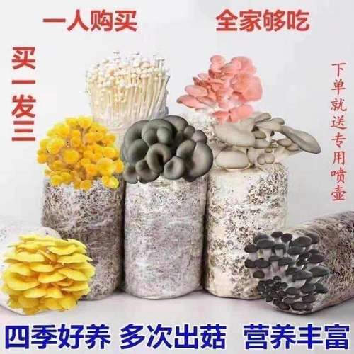 金针菇种植菌包银耳种植菌包磨姑菌种杏鲍菇种植包木耳家庭种植棒