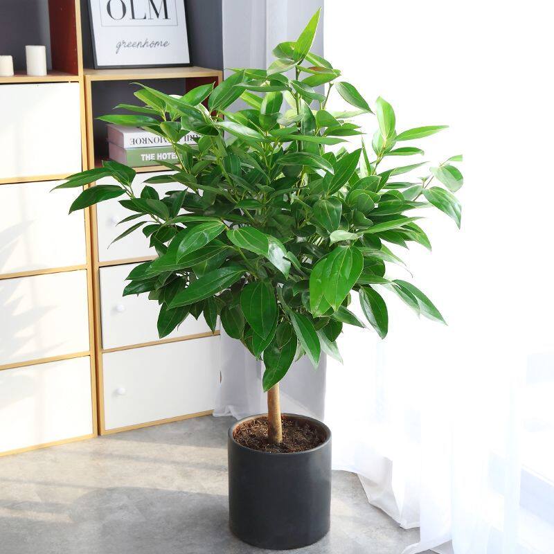 树常青净化大室内客厅盆景空气耐四季阴绿植平安大型盆栽植物