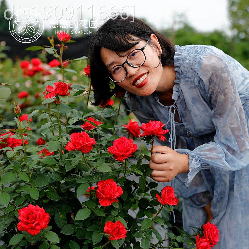 惠惠的花园院灌木月10010303季 红色直觉栽 条玫纹大花四季勤开庭
