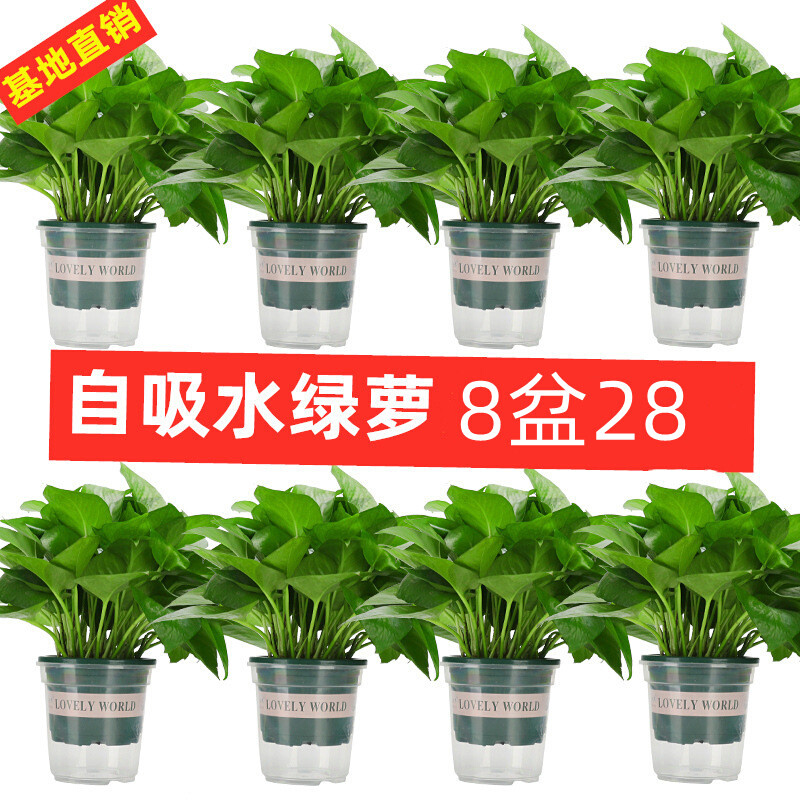 基地直供绿萝盆栽绿植鲜活植物110#水培绿萝小绿箩大叶长藤绿萝基