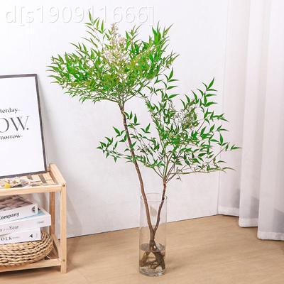 南天季竹水培植物水养室内客厅盆956565桌栽面绿植四好养形似吊钟